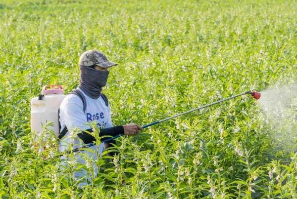 Are Pesticides Responsible for ADHD