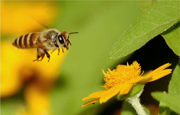 Autism and Bees